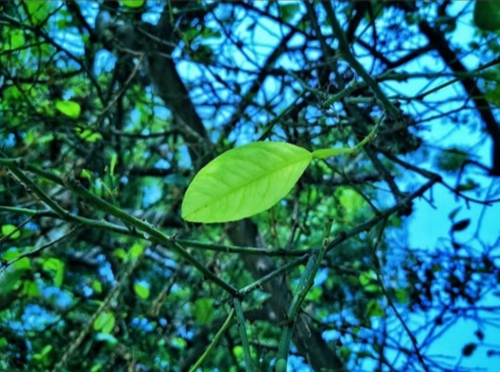 Alone, natural, Nature, Leaf, alone, single, lemon, mobile, mobileclick, drj, DheerajKumarPal, Drj mobile photography, bloggerdrj.blogspot.com, Love your life, life, alive, live, still alive, India, Mobile photography, mobile photograph, Honor_8X, Honor8X, #honor, 