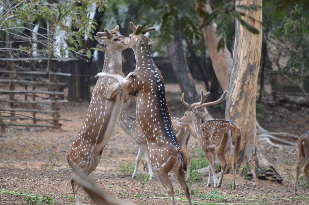 DEER ARE  PLAYING WITH ENJOY, Animal, deer, Nature, forest, Green, jungle, wild, wildlife, park, tourist destination, travel place, weekend, 