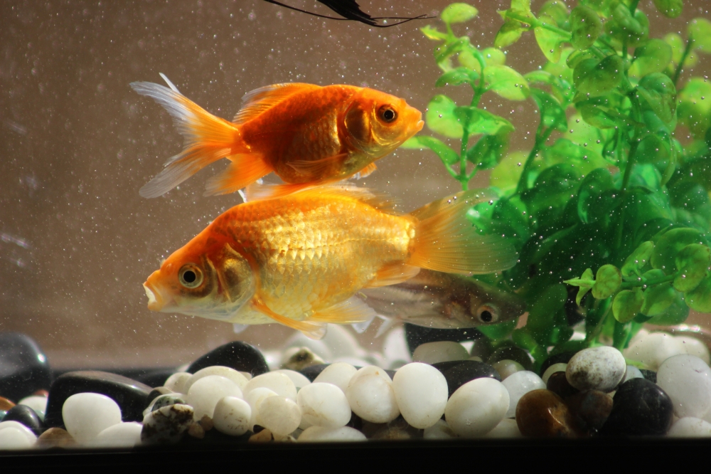 an aquarium , #aquarium#goldenfish#water#