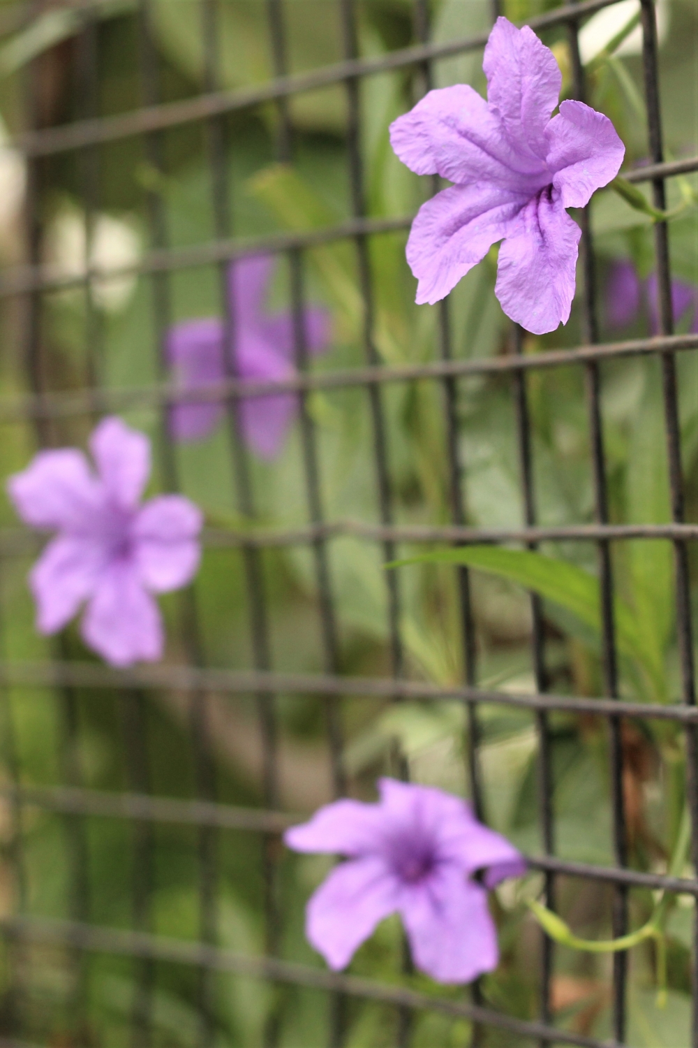 violets in captivity, violet, flower, fence, beautiful, unique, color