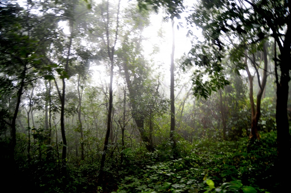 mist, #nature#winter#forest#nikon