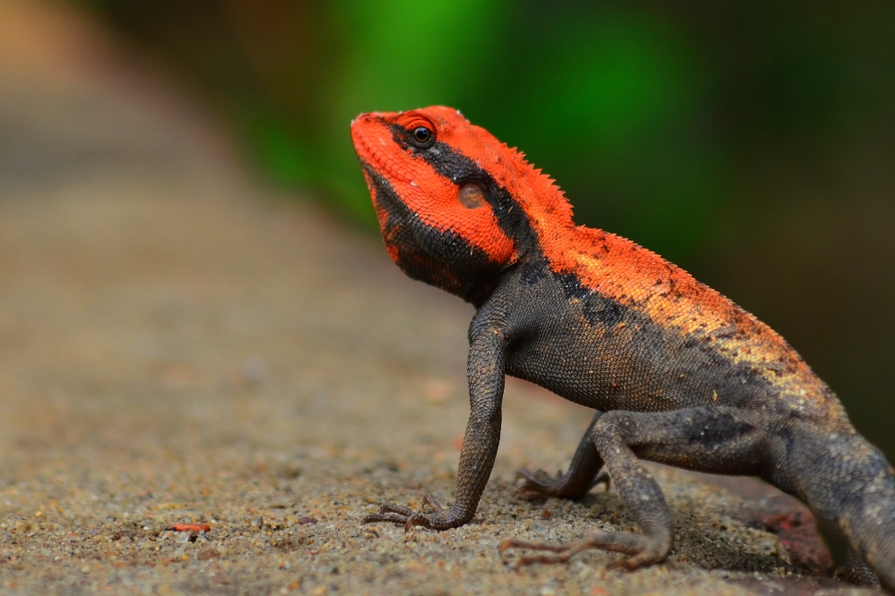 Wild lezard, #pgclick, ,  #wildlife #nature, 