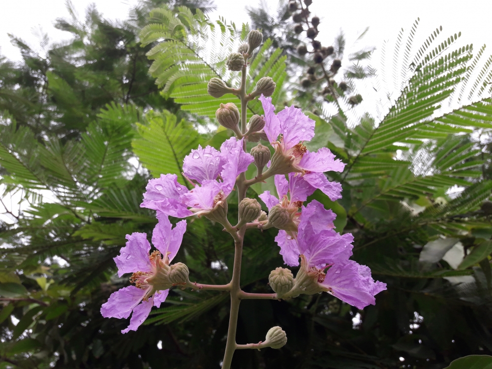FLOWER , Looking beautiful 