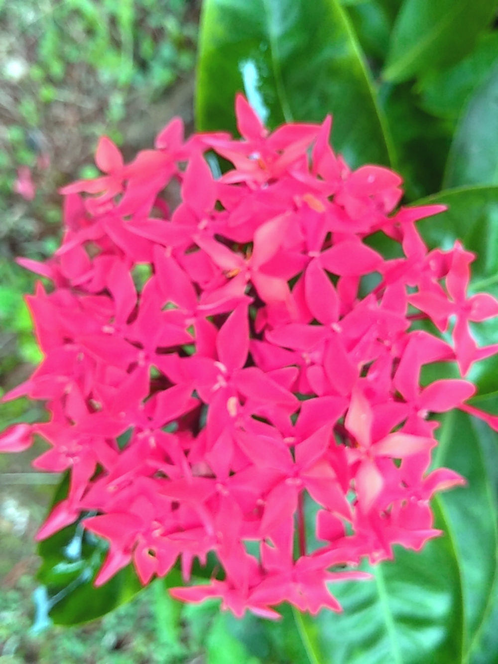Flowers , Banach of Flower