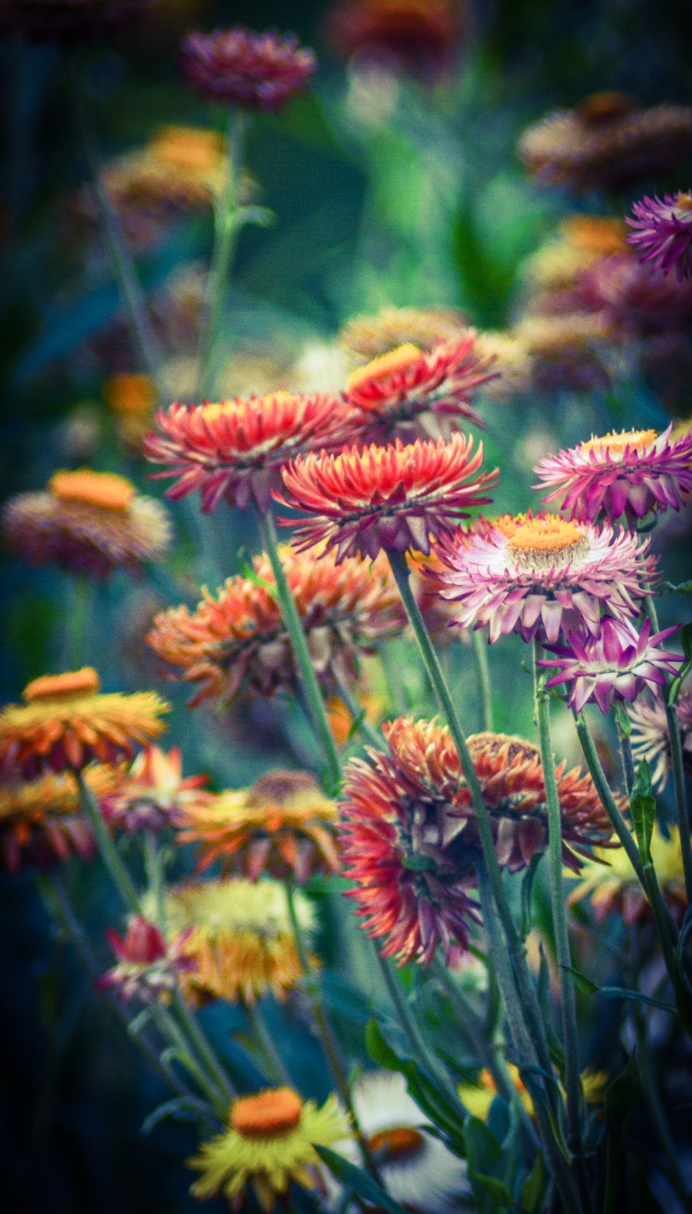 C0L0UR FULL NATURE, ARAVIND