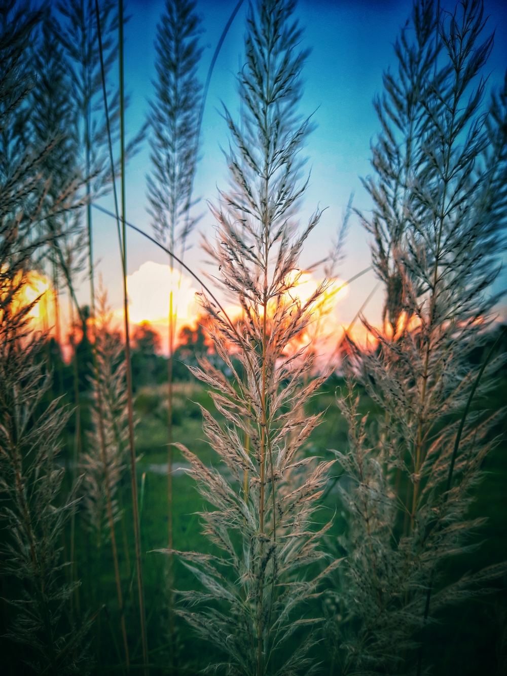 Landscape, Nature, plant, 