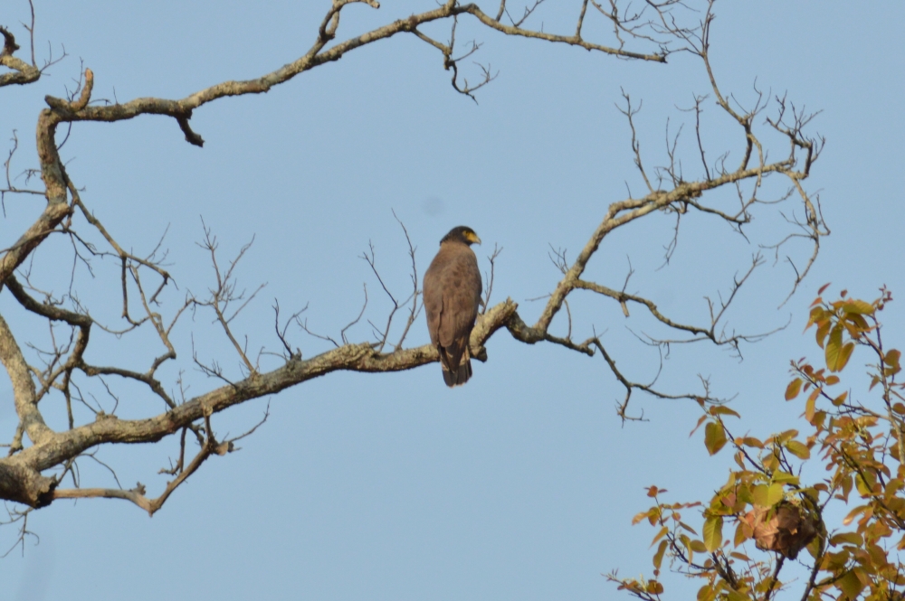 serpent eagle , Bird, 