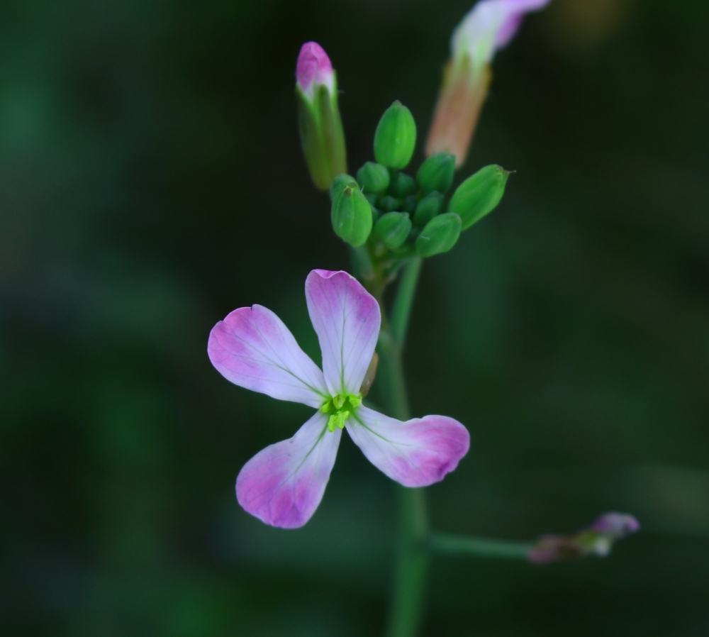 small flower, flower, fool, nature, #Nature #background #wallpaper #hdclicks #fullHD#fksayyad @f.k.sayyad, 