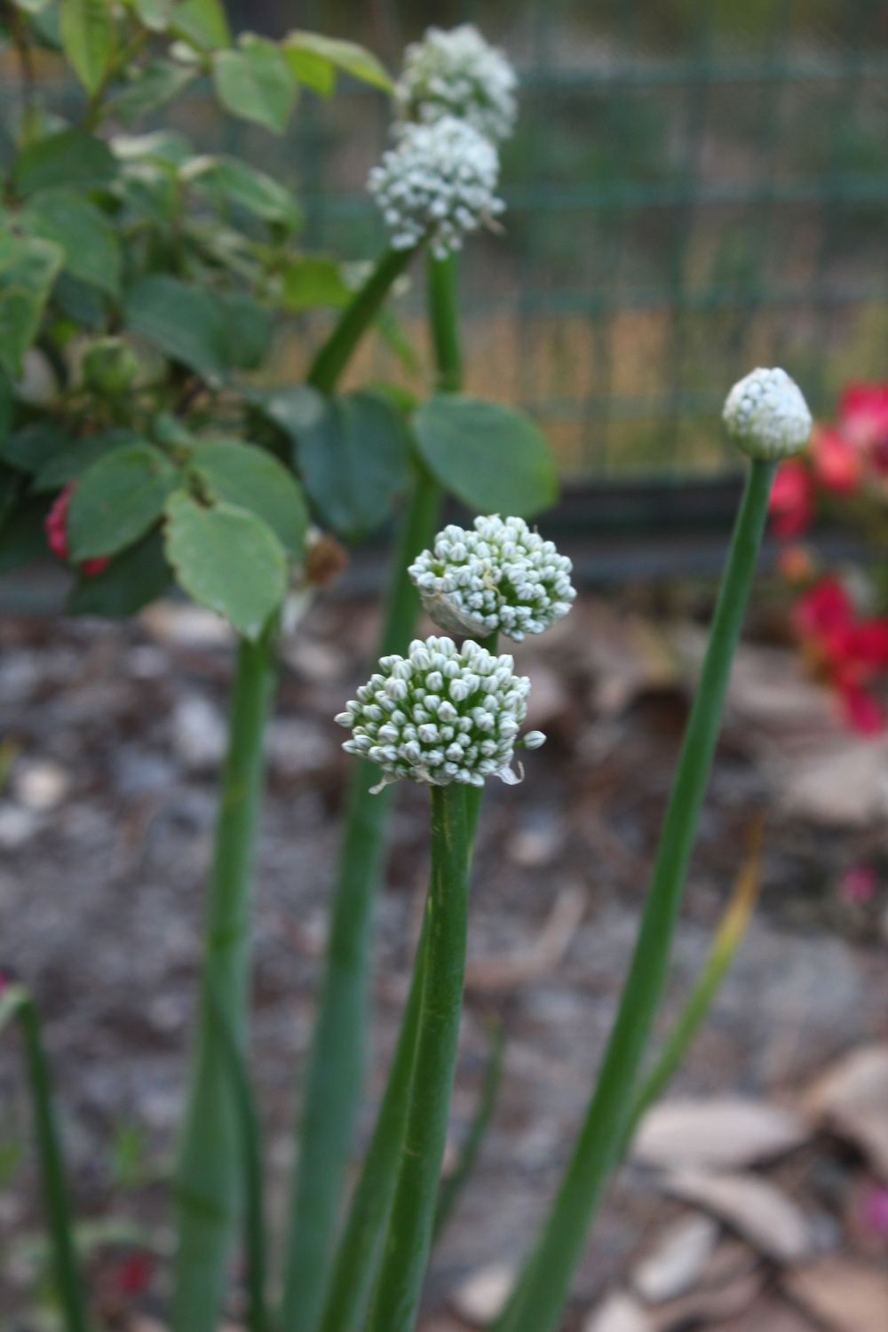 Different flower, Beautiful, colorful, flowers, homegrown, outdoor, red, yellow, green, sky, wall, mountains,