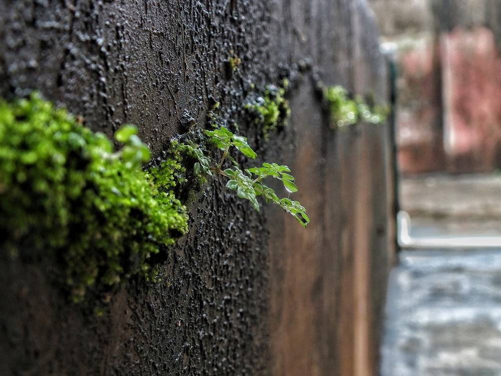 Macrooo, Green, Green leafs, 