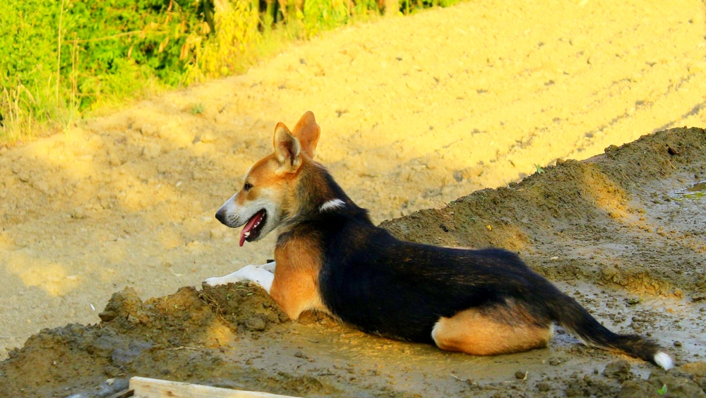 dog, #dog#photooftheday#nature#street photography, 