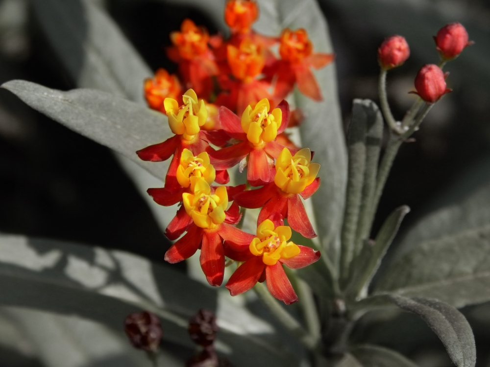 buds n flower, yellow flower, red flower , buds, black and white, symbol of peace.