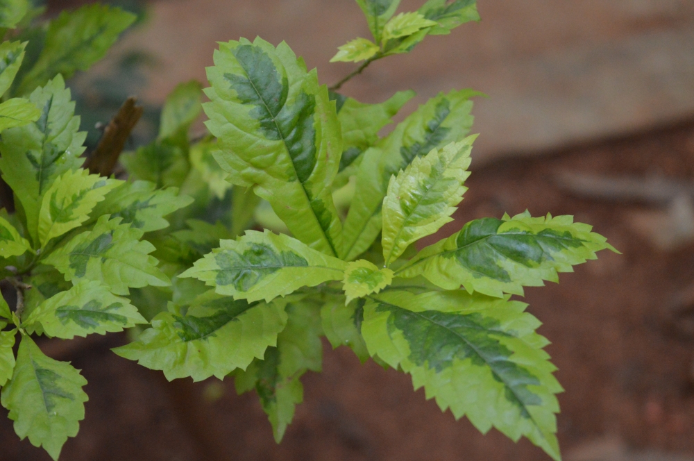 Green Plants, Green plants, 