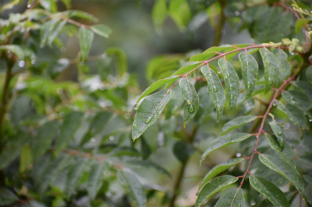 Curry leaves, kadipatta, curry leaf, murraya koenigii, plant, small tree, green leaf