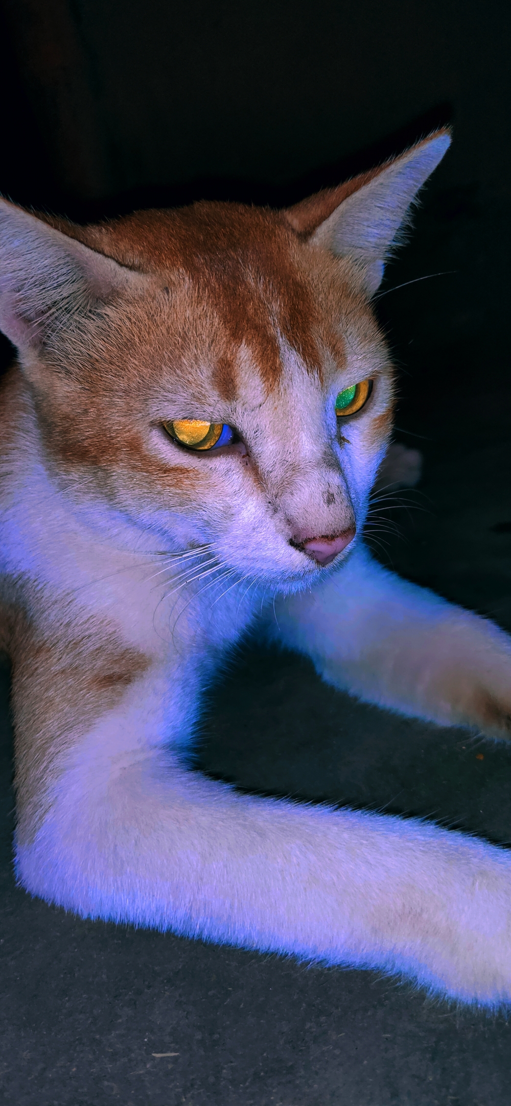 Cat, #nature #photography #love #instagood #photooftheday #travel #sky #beautiful #art #naturephotography #like #landscape #sunset #photo #picoftheday #instagram #sun #beach #life #winter #sea #fun #cute #clouds #happy #naturelovers #summer #bhfyp, 