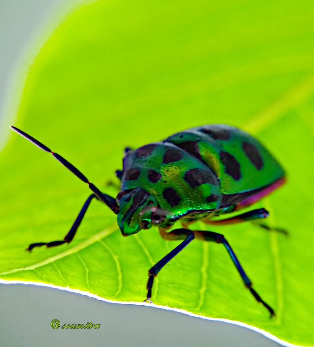 Jewel bug, Macro photography, insect, bug 
