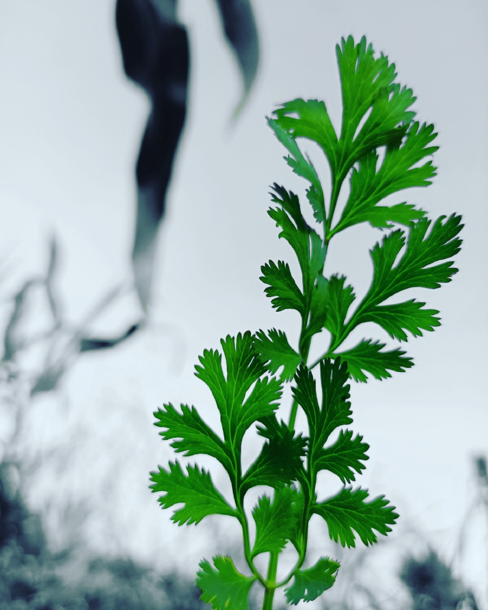 CORIANDER LEAVES , #butterfly#leaf#green, #Nature #background #wallpaper #hdclicks #fullHD#fksayyad @f.k.sayyad, 