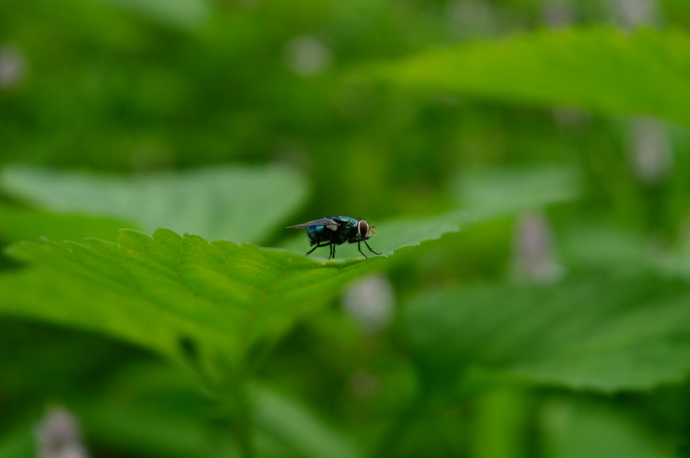 wild fly, #fly #wild 