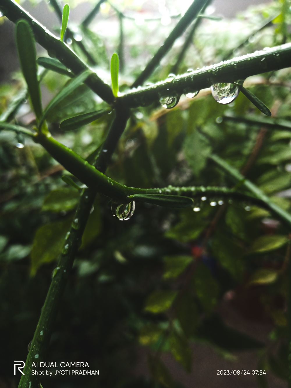 Nature, #Nature #background #wallpaper #hdclicks #fullHD#fksayyad @f.k.sayyad, 