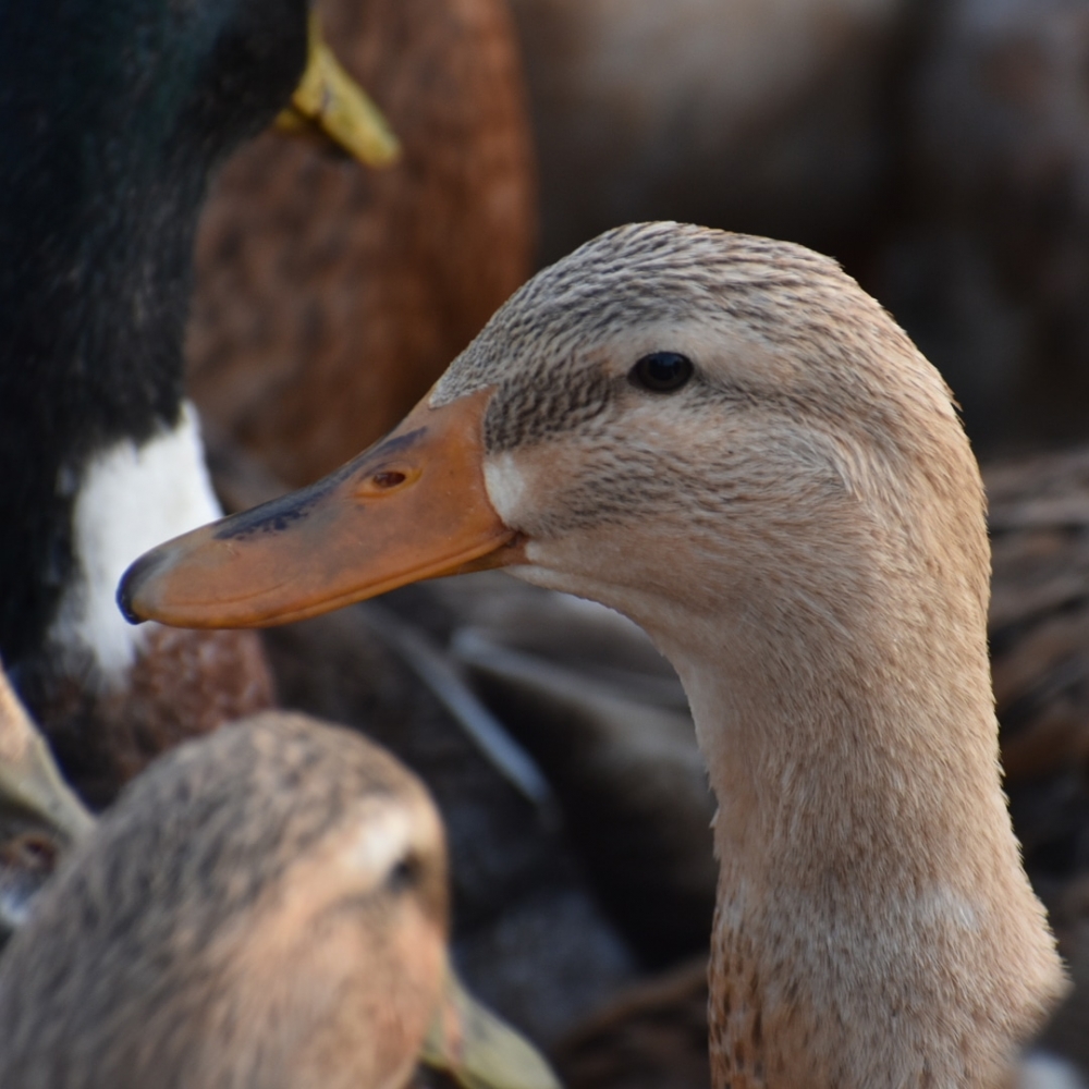 Duck, #duck#birds photography