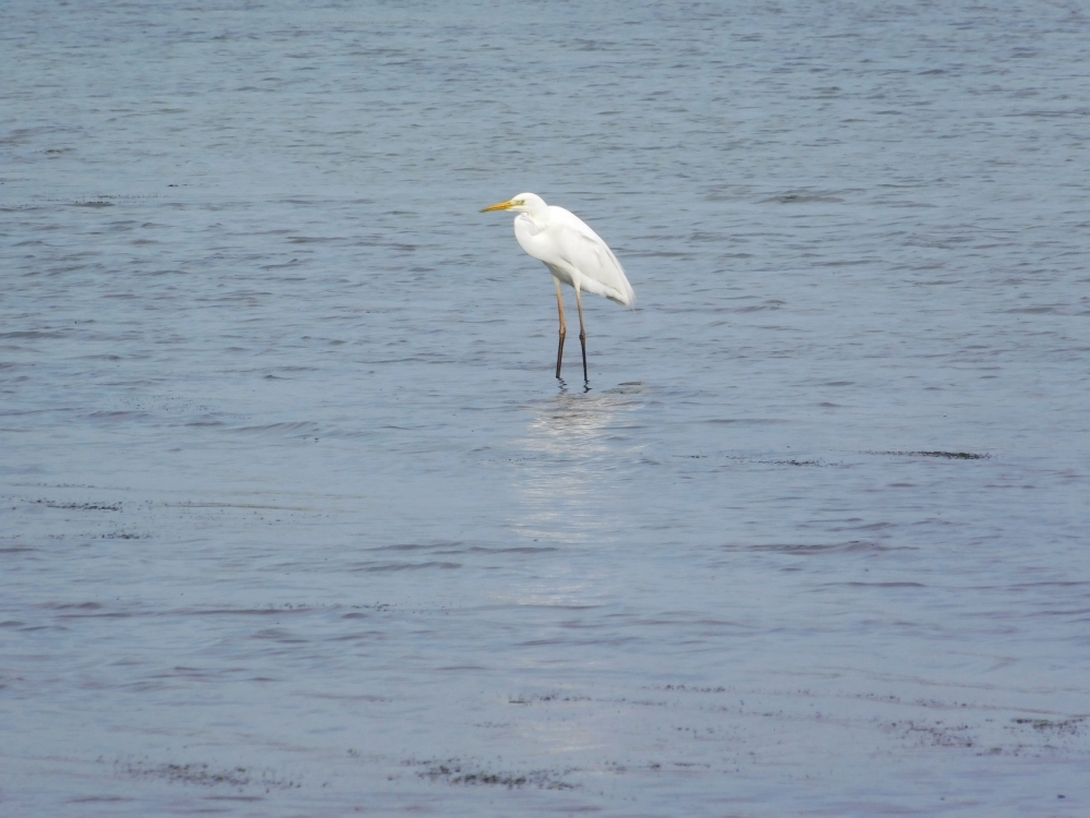 Crane bird, animal, crane, bird, red, crowned, outdoor, nature, wildlife, winter, snow, hokkaido, natural, beautiful, japan, red head, complete, close-up, a bird, migratory birds, red-crowned crane, one, the whole body, heron, nobody, walking, japanese, gray, sunny day, the crane, white background