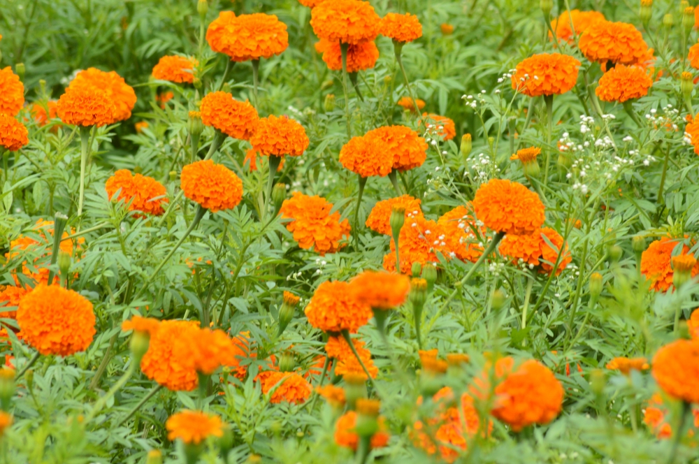 Flower , Flower, Flowers, Nature, wallpaper, Macro photography, Orange, 