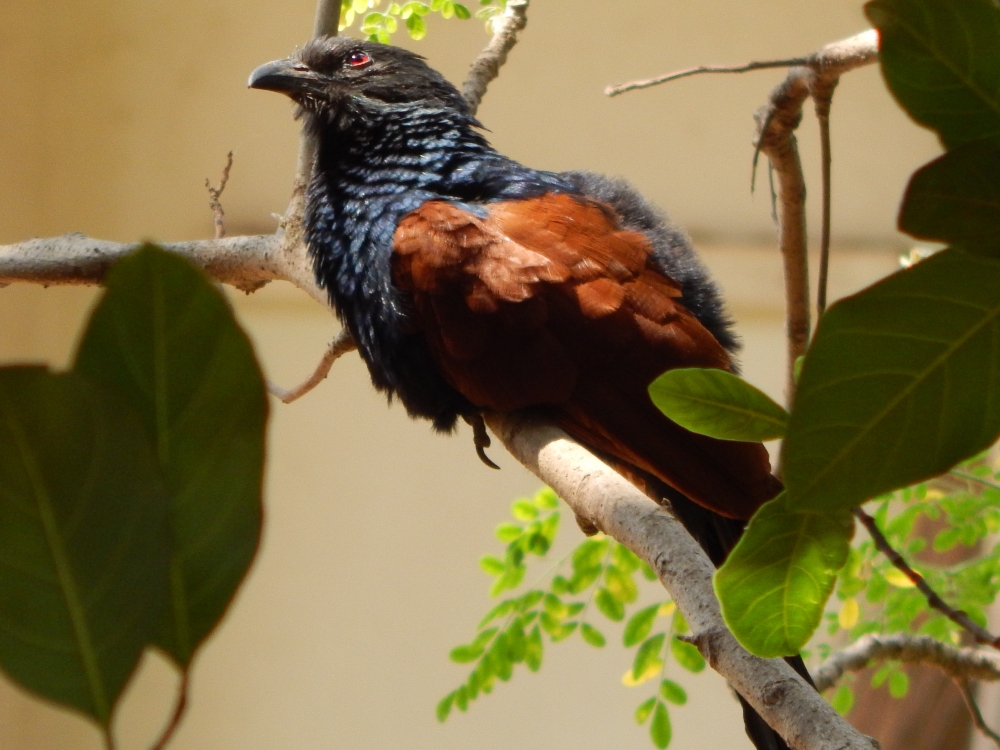 Great Indian Bharatwaj Bird, Indian Lucky Bird.., 
