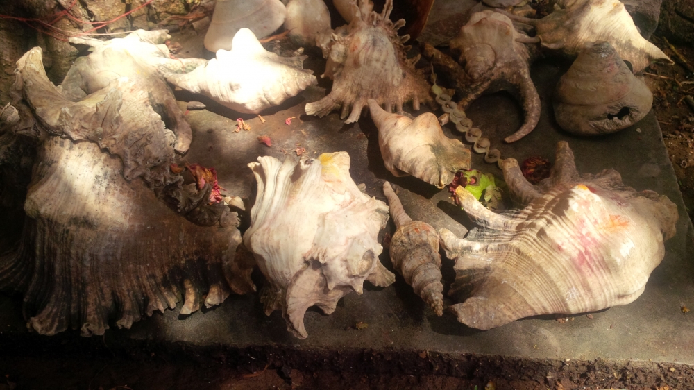 Conch Shell, #Conch