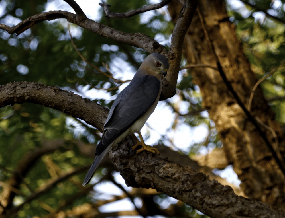 Shikra, intothewild, beautifulnature, wildlife, wildlifephotography, birding