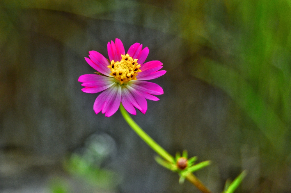 Wild cosmos flowers 2, #nature #photography #love #instagood #photooftheday #travel #sky #beautiful #art #naturephotography #like #landscape #sunset #photo #picoftheday #instagram #sun #beach #life #winter #sea #fun #cute #clouds #happy #naturelovers #summer #bhfyp, wildlife HD wallpaper background picture wild animals Nature Photography tree spoteddave indianbird bastar munnabaghelphotography potooftheday Dave nationalpark kvnp forest jungle kangervalleynationalpark jagdalpur awesome birdphotography photosofbird nature gochhatishgarh chhatishgarh photo, summer tirathgarh waterfall waterfalls indianwaterfall  nationalpark kangervalleynationalpark Raipur CG forest HD wallpaper view kangervalley tirathgarh waterfall waterfalls jungle Bastar Chhattisgarh photosoftheday photo gallery wallpaper view kangervalley instapicture instagood viralpic, 