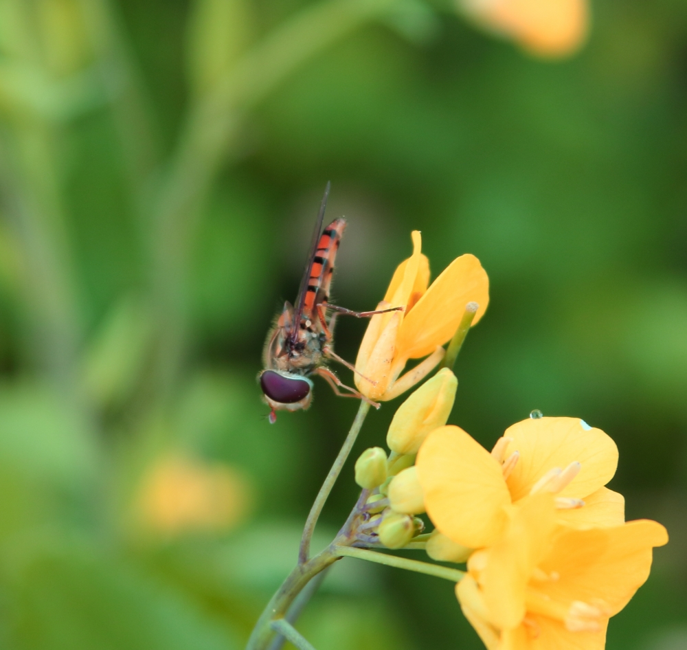 small bee , small honey bee,wild,nature,bee,fly,green,flower