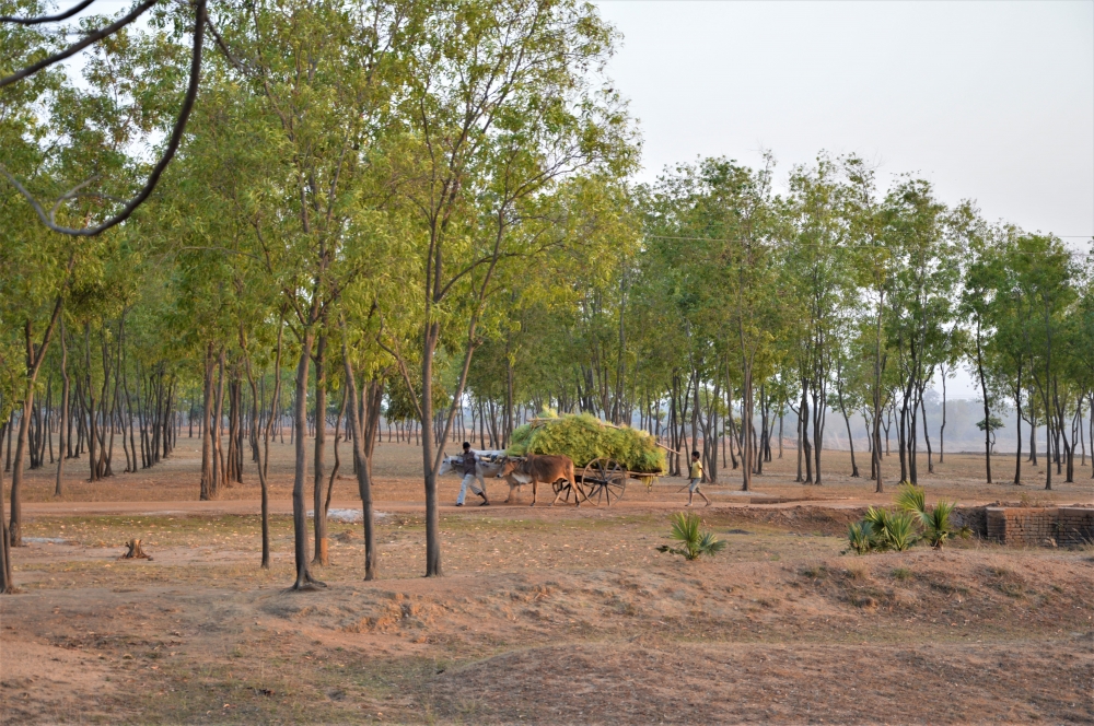 FARMER IS  RETURNING HOME  WITH  MUSTARD , GREEN, TREE, FOREST, village, VILLAGE PATH, COW, CART, WHEEL, MUSTARD, HARVEST, WINTER, GRAY, COLORFUL,