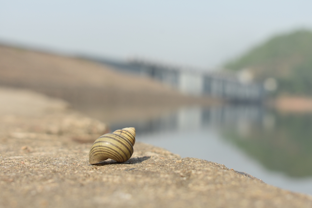 small snail, kalyan