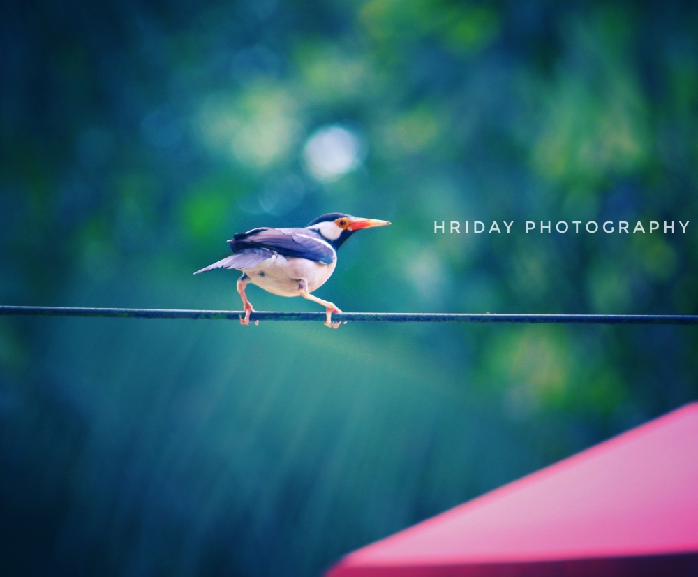  BIRDS, Birds,wildlife, nature