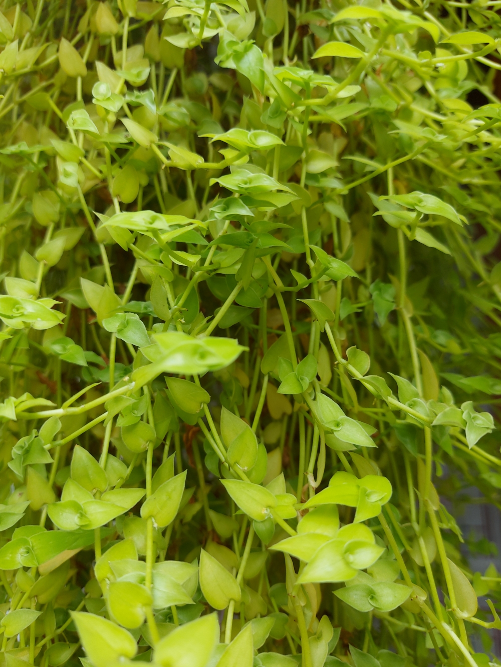 Green grass images from garden , Green grass images from garden , gardens, leaves, grasses, Photography,