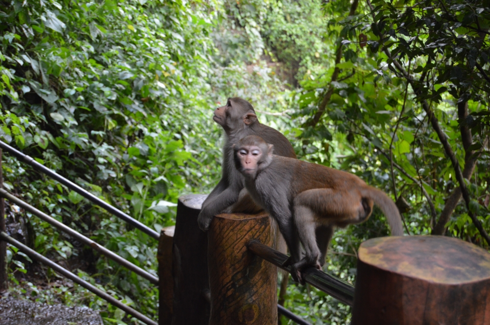 monkey, tirathgarh waterfall #Tirathgarhwaterfall #tirathgarh_waterfall #kvnp #kangervalley #kangervalleynationalpark #junglesafari #bastar  #unexploredbastar #nikonindonesia #nikonindia #nikonindiaofficial #nikond3200 #munna_baghelphotography #tirathgarh_waterfall #tirathgarhwaterfall  #nature #naturelovers #landscape #sutterstock #shutterstockcontributor #instagram #gochatishgarh #chhatishgarh #travel monkey sitting angry 