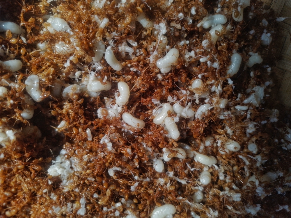 Chapada Chithi, local food of Bastar , Chapda chitti, Bastar, Chhattisgarh, India, raipur, chhattisgarh, food, #nature #photography #love #instagood #photooftheday #travel #sky #beautiful #art #naturephotography #like #landscape #sunset #photo #picoftheday #instagram #sun #beach #life #winter #sea #fun #cute #clouds #happy #naturelovers #summer #bhfyp, 