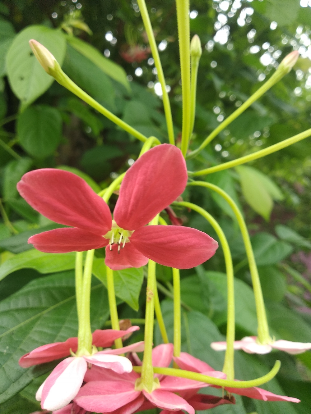 Flower, nature flowers, 