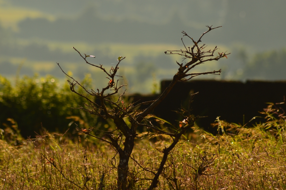 Small tree, natural,nature, landscape, morning,sunlight,morning light,nostalgia,, natural, morning, Trees, Tree, Sky, mountains, mountain, wallpaper, Green Field, greens, Green, greenery, morning, Sun, Sunny, Sunrise, Sunlight, black, yellow, plant, Grass, Photography, stone, 