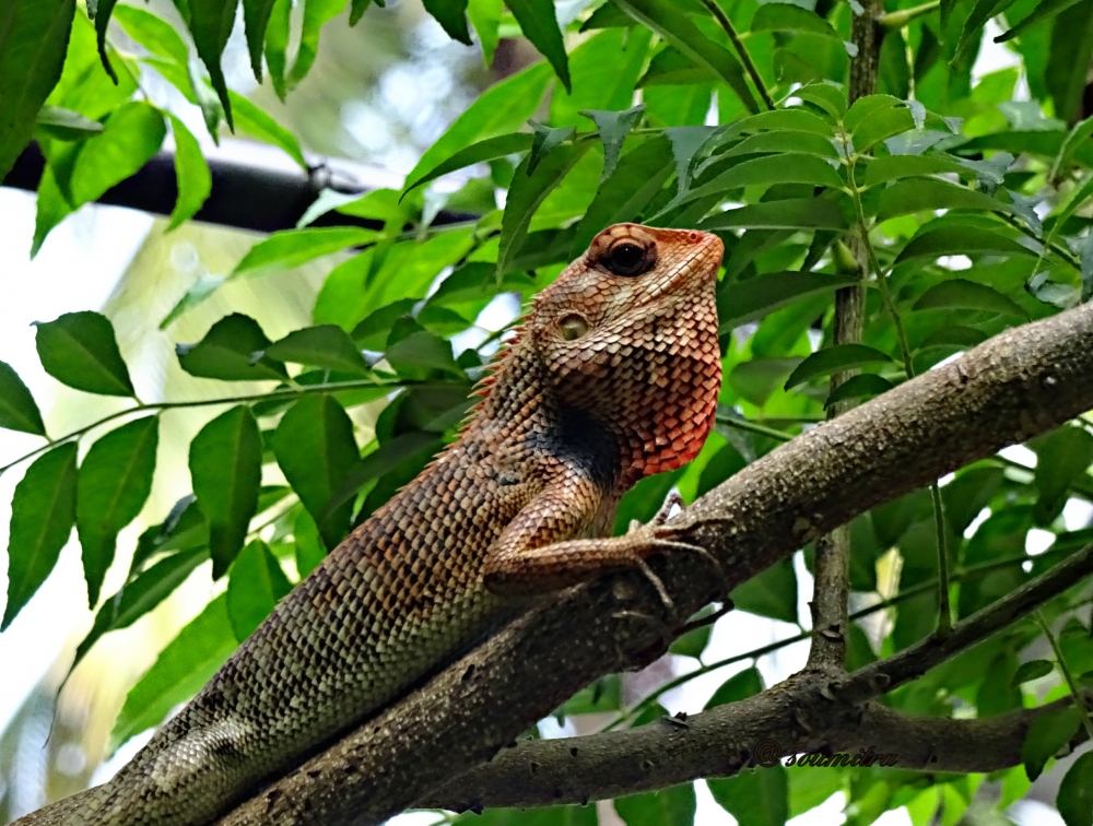 Oriental garden lizard, Animal, lizard, garden, 