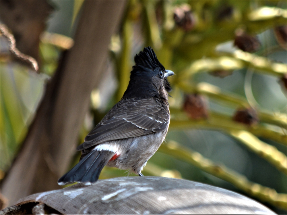 A BEAUTIFUL  BIRD IS  TAKING REST  AT A HOT NOON, Bird, feather, EYE, wings, Coconut, REST, TOP, Nature, wallpaper, fly, ash color, Green, ,