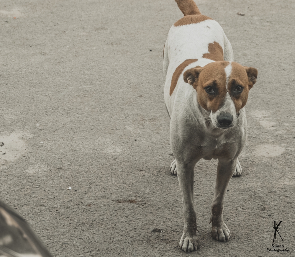 brown white female dog,  female, dog, Lovely background, Love your life, Lovely, Animal, 
