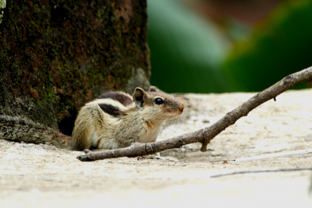 Palm Squirrel, intothenature, beautifulearth, wildlife, wildlifephotography, mammal