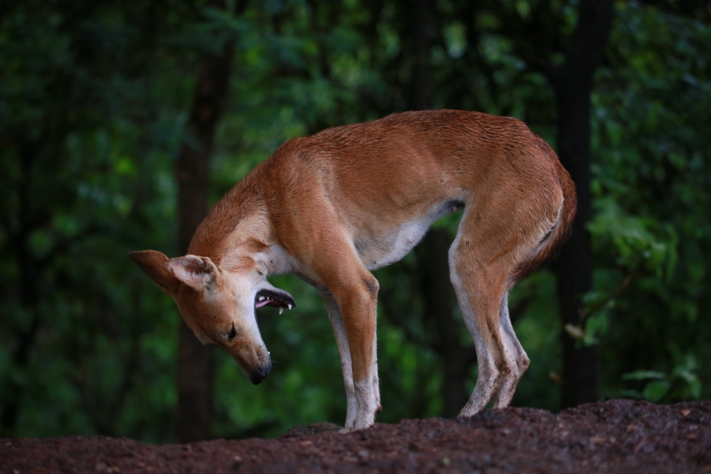 Dog, @pgclick @dogs