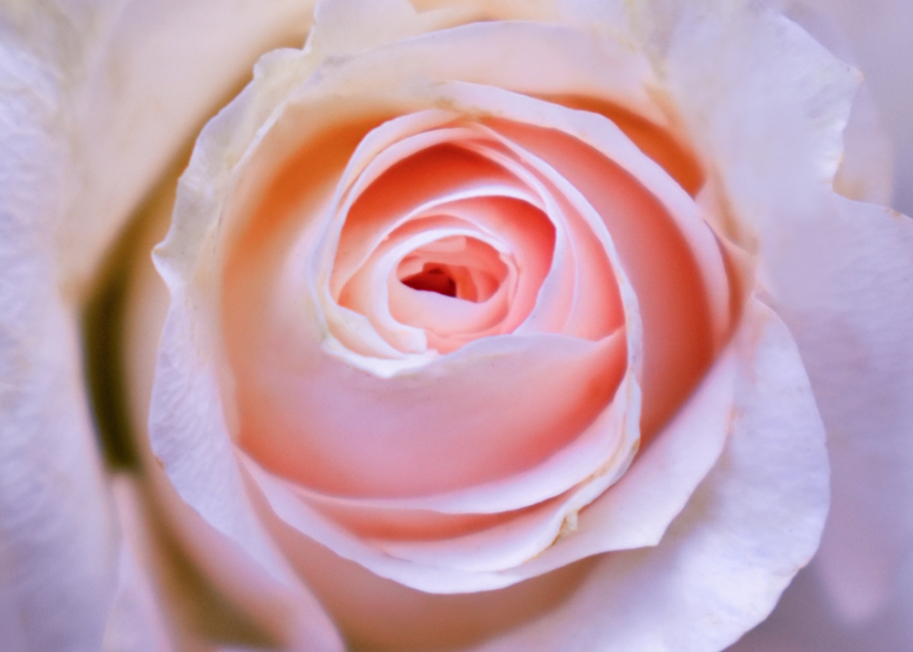 Rose, rose flower, Closeup, Flower, natural, Photography, 