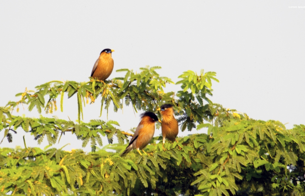 Brahmini Sterling, Birds