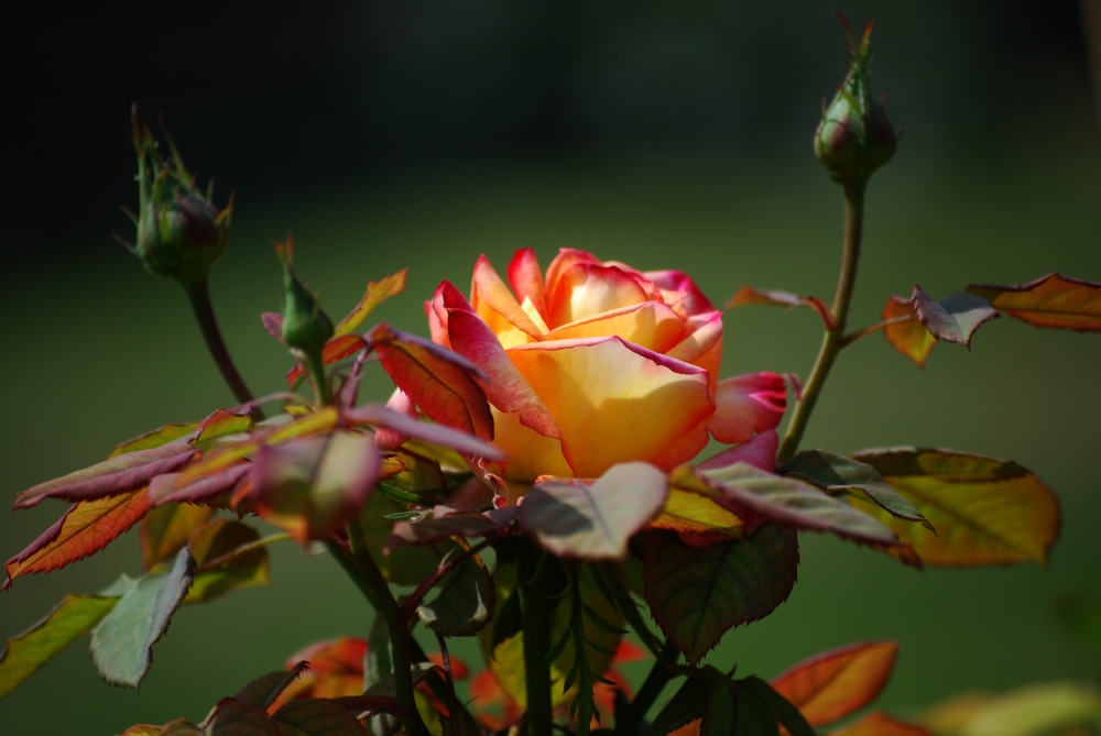 Pink rose, red rose,rose,roseflower,beauty of rose, beautiful flower, spring time, nature garden blossom