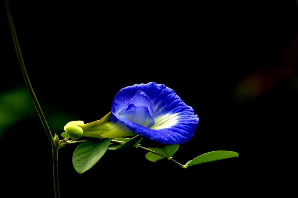 conch flower, #conch, #flower #rose #natural #beautiful #water_drop  #mobile_photography, 