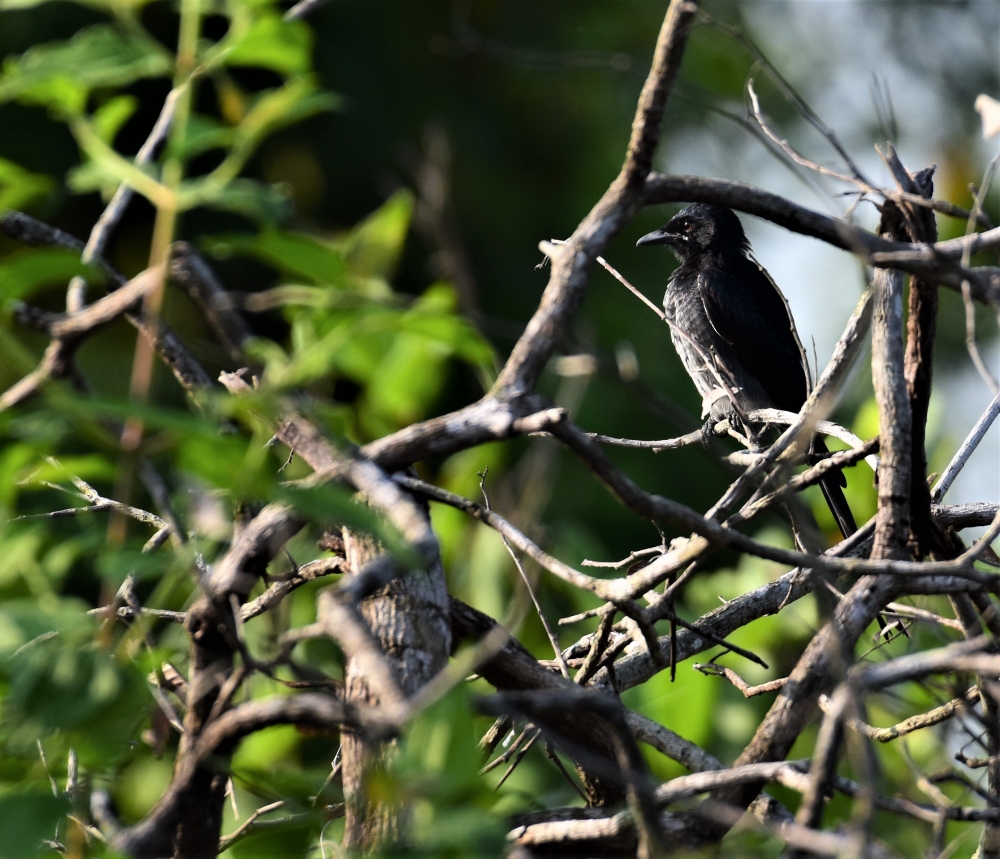 BLACK, sitting , looking , nature, greenary , wildlife , sunset , point , matheran, maharashtra , animal, odisha, Nature ,lanscape ,waterfall ,seasonal ,photography ,sony alpha ,a5100 #meghalaya ,india ,shutterbugs ,naturephotography, movie 