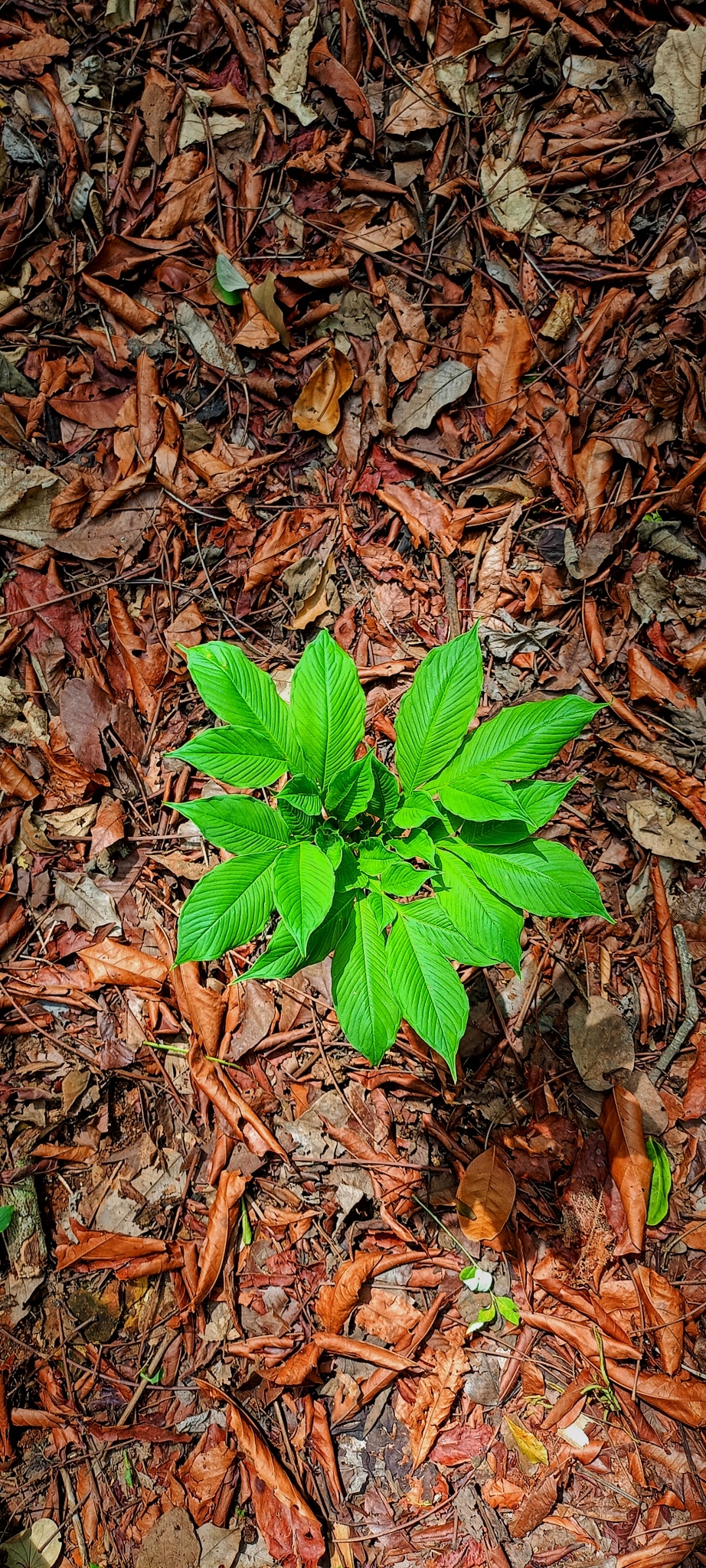 Plants , #nature #photography #love #instagood #photooftheday #travel #sky #beautiful #art #naturephotography #like #landscape #sunset #photo #picoftheday #instagram #sun #beach #life #winter #sea #fun #cute #clouds #happy #naturelovers #summer #bhfyp, 